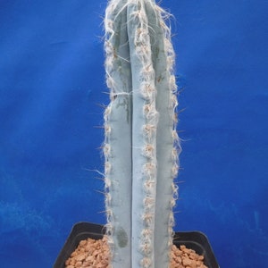 Pilosocereus pachycladus Super Blue Very Hairy Columnar 610 Tall Very BLUE image 10