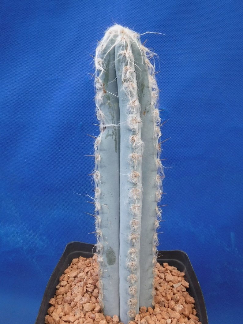 Pilosocereus pachycladus Super Blue Very Hairy Columnar 610 Tall Very BLUE image 10