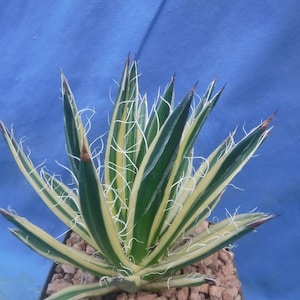 Royal agave - Etsy 日本