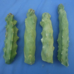 Totem Pole SPIRALIS! Special Cultivar! Cactus aka Lophocereus schottii var. &#39;Mickleyanus&#39; Unrooted Cuttings! You Will Receive ONE Cutting!