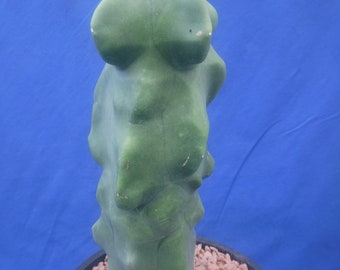 Mât totémique Cactus monstrueux 9,5 po. de haut 6 po. Taille du pot Lophocereus schottii SANS ÉPINES ! Version standard ! Plante entièrement enracinée, PAS une bouture ! L6