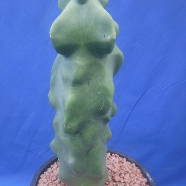 Mât totémique Cactus monstrueux 9,5 po. de haut 6 po. Taille du pot Lophocereus schottii SANS ÉPINES ! Version standard ! Plante entièrement enracinée, PAS une bouture ! L6