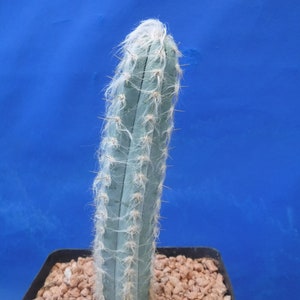 Pilosocereus pachycladus Super Blue Very Hairy Columnar 610 Tall Very BLUE image 3