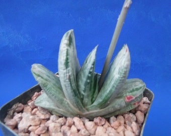 Aloe castilloniae KG 'Blue' hybrid / big cluster - Etsy 日本 Aloe castilloniae KG 'Blue' hybrid / big cluster - Etsy 日本