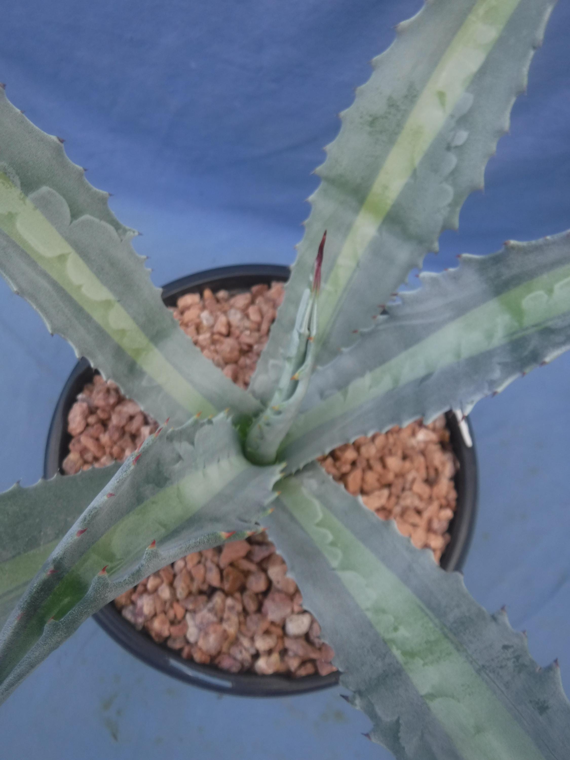 Agave Americana Medio-picta 