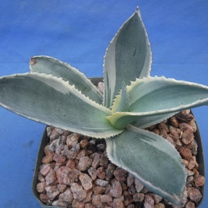 May include: A small potted succulent plant with blue-green leaves edged in white and yellow. The leaves have a sharp, pointed shape and are arranged in a rosette. The pot contains small, reddish-brown pebbles. The background is a solid blue.