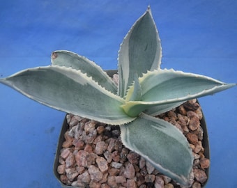 Agave gypsophila "Ivory Curls" Variegated BLUE CURLY LEAVES 4" Pot Size 4"-6" Wide BlOWOUT PRiCE!