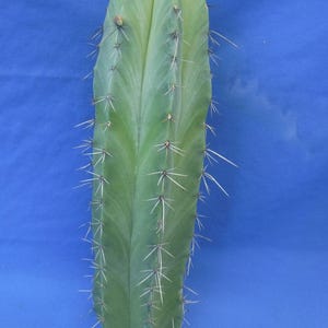Puede incluir: Un cactus columnar alto con una piel lisa de color verde claro y costillas verticales prominentes. La planta presenta espinas afiladas, delgadas y de color claro dispuestas en grupos a lo largo de las aristas, desde la parte superior a la base.