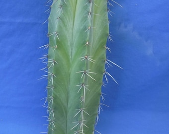 Isolatocereus (Stenocereus) dumortieri x Myrtillocactus geometrizans Natural HYBRID "Taylor's Pride" 13" Tall Cactus Cutting UBER RARE! Z1EE