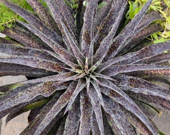 Ink Blot Mangave LARGER Plant 16" Wide Agave/Manfreda Hybrid RARE PLANT! H3