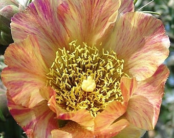 Cylindropuntia imbricata Variegated *FLOWER* STARTER Plant! RARE! 8" Tall H3