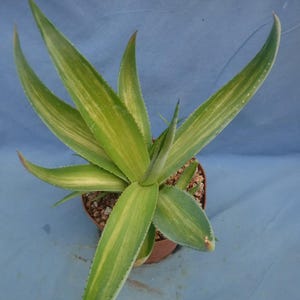 May include: A potted succulent plant with long, green leaves featuring yellow stripes. The plant is in a brown pot, set against a blue background. The leaves have pointed tips and a slightly curved shape, showcasing a natural, vibrant aesthetic.