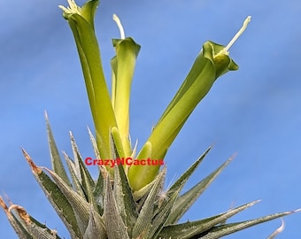 Deuterocohnia brevifolia Bromeliad Succulent W/Green Flowers MULTI HEADS 3" Wide 3.25" Pot