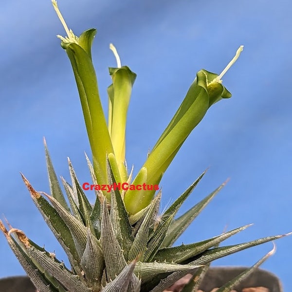 Deuterocohnia brevifolia Bromeliad Succulent W/GREEN FLOWERS Single Head 3" Wide 3.25" Pot