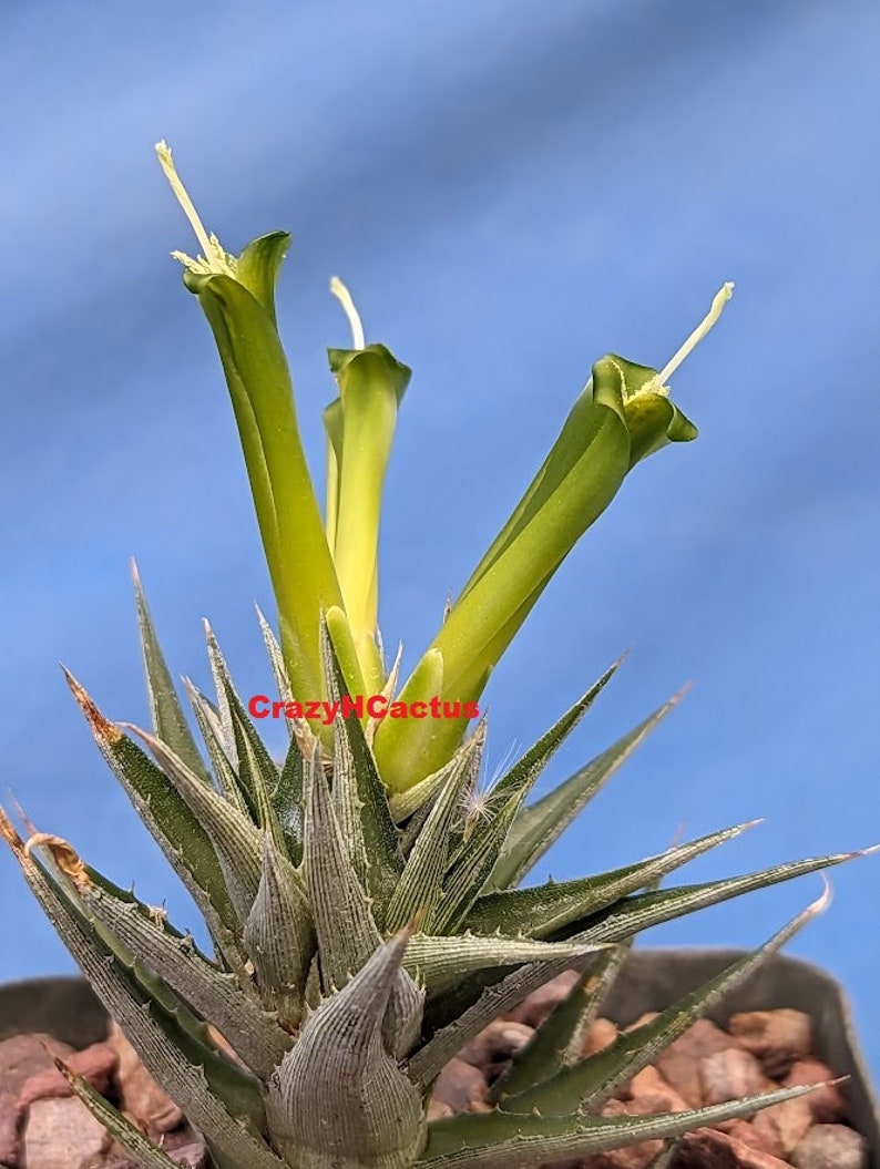Deuterocohnia brevifolia Bromeliad Succulent W/Green Flowers MULTI HEADS 3 Wide 3.25 Pot image 1
