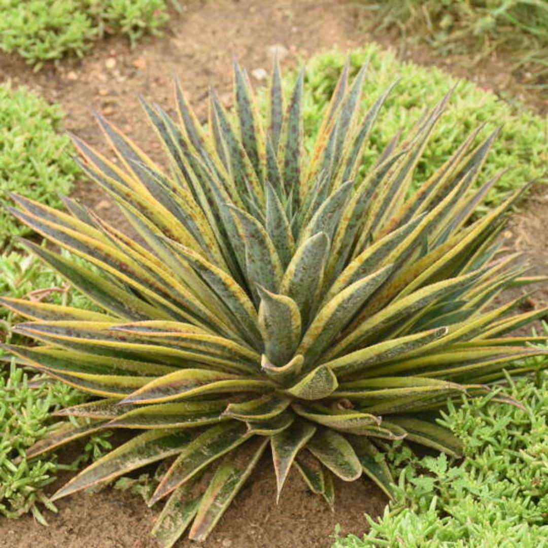 Pineapple Punch Mangave STARTER Plant Agave/manfreda Hybrid VARIEGATED ...