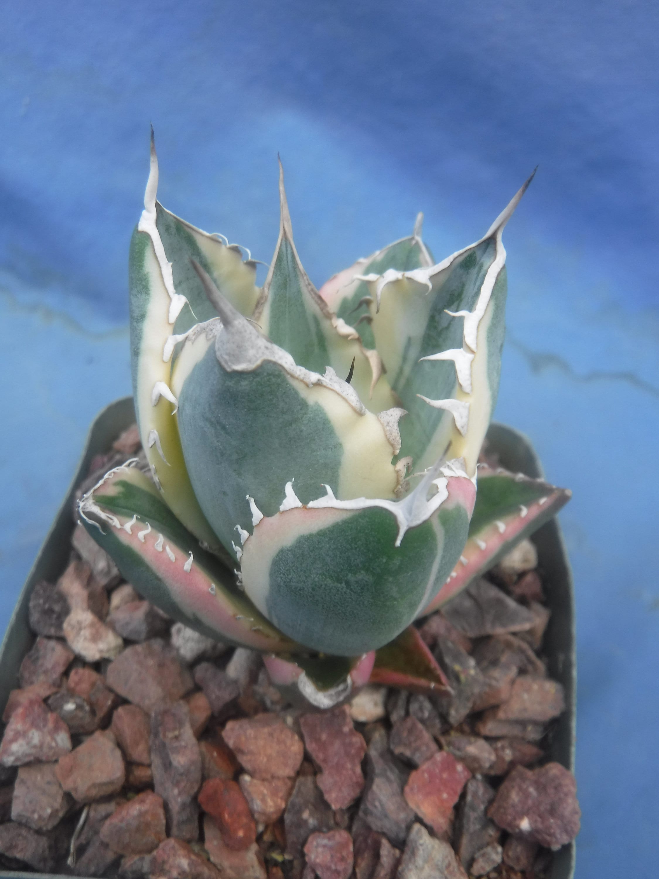 Agave Titanota Snaggle Tooth VARIEGATED 2