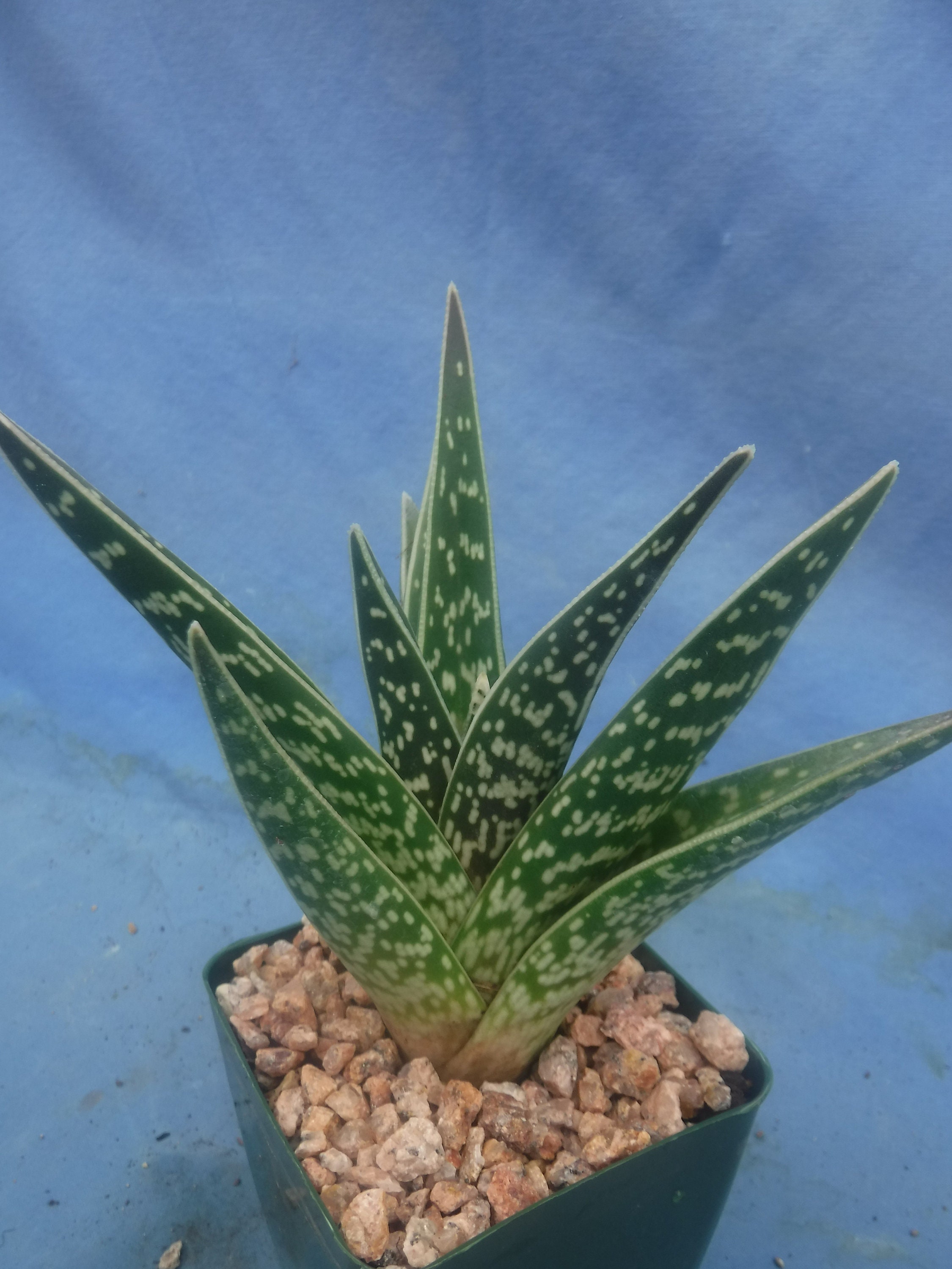 Aloe Vera Plant in 8 Inch Pot 