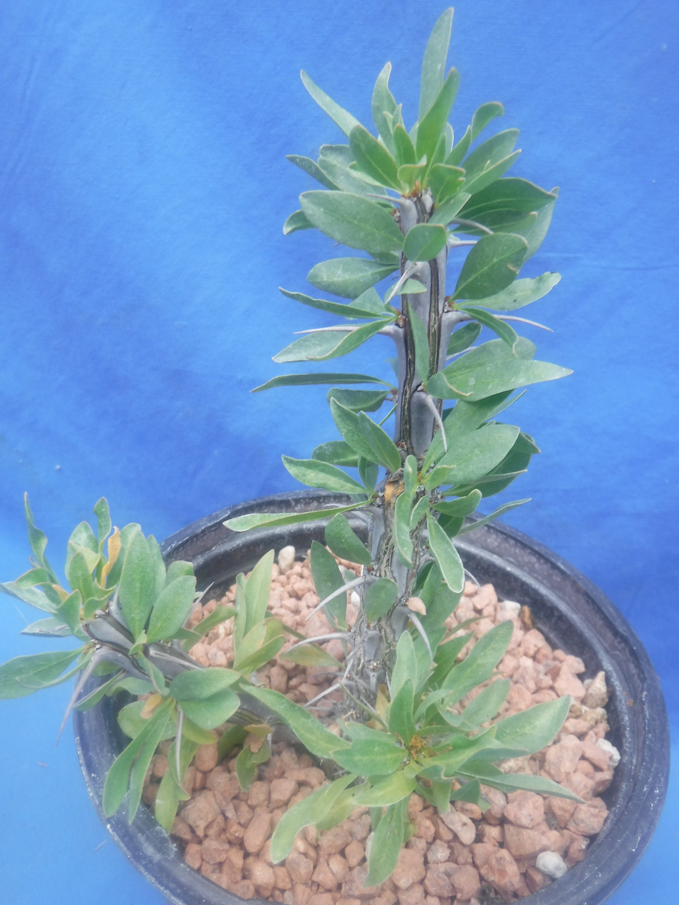 tiny cactus Bunny Cactus | Houseplants Safe for Pets Delivery