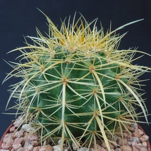 Golden Barrel Cactus Nice LARGE Plant 4&quot; to 6&quot; Wide Echinocactus grusonii 6&quot; Pot