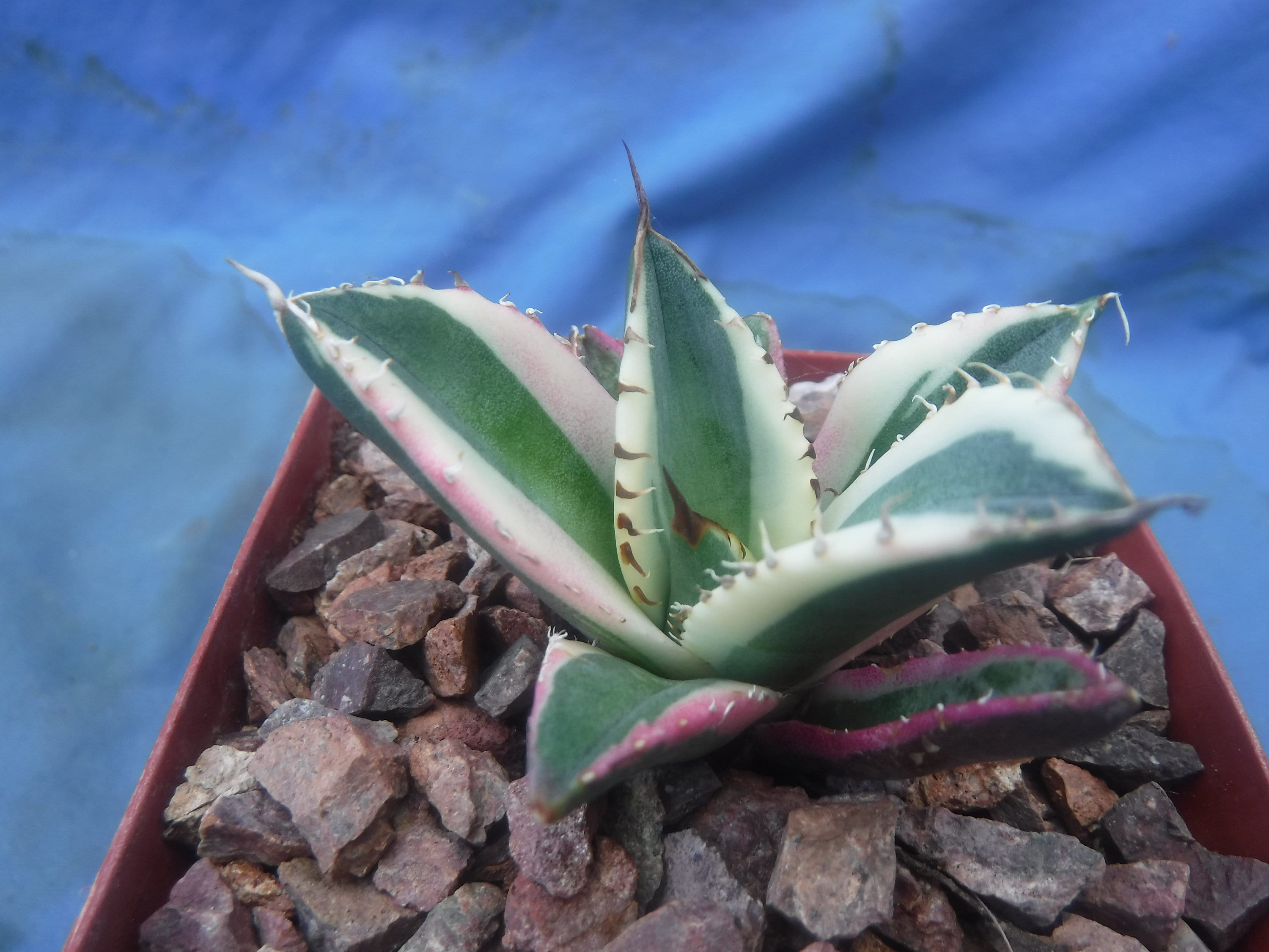 Agave Titanota 