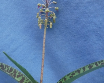 Ledebouria "Gary Hammer" UnNamed New Species! Nice Clump of Bulbs Great Leaf Patterns! RARE!