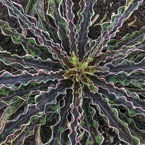 10 Different Mangave STARTER Plants Agave/Manfreda Hybrids Growers Pick BLOW OUT