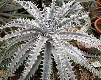 Planta inicial híbrida Dyckia "Brittle Star" de 3 a 4 pulgadas de ancho, tamaño de maceta de 4 pulgadas. ¡Increíble!