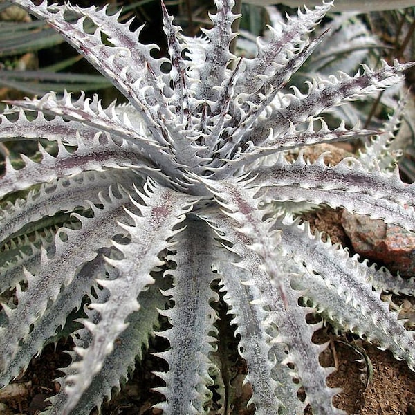 Dyckia Hybrid "Brittle Star" STARTER Plant 3"-4" Wide 4" Pot Size! Amazing!