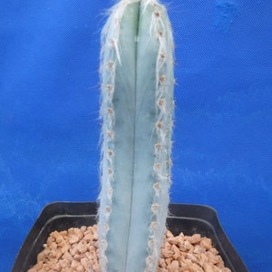 Pilosocereus pachycladus Super Blue Very Hairy Columnar 610 Tall Very BLUE image 8