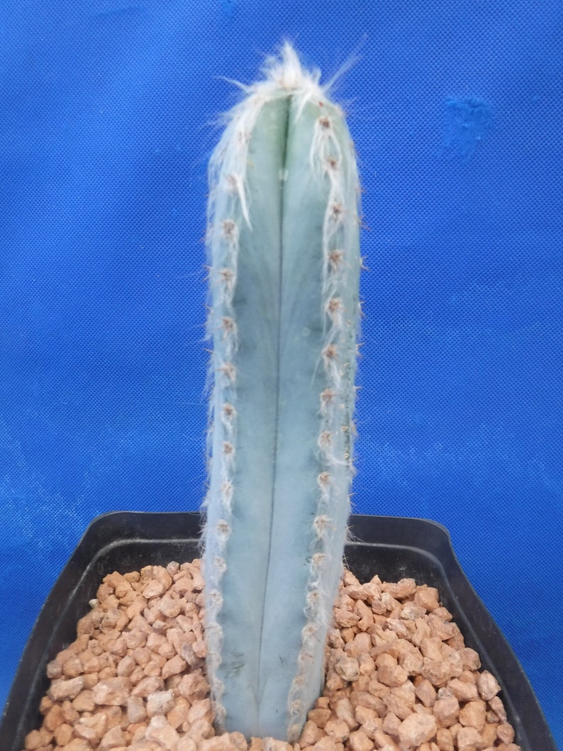 Pilosocereus pachycladus Super Blue Very Hairy Columnar 610 Tall Very BLUE image 8