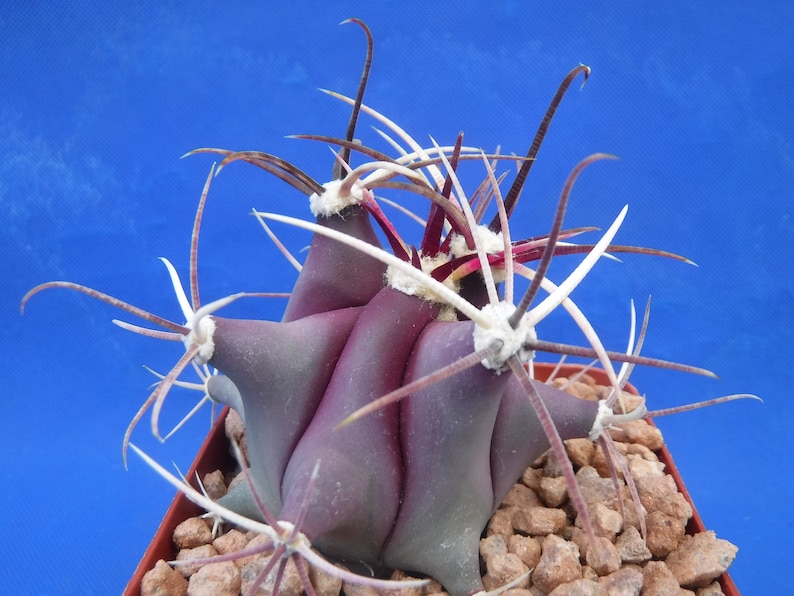 Ferocactus emoryi Cactus Plant - Thumbnail 4