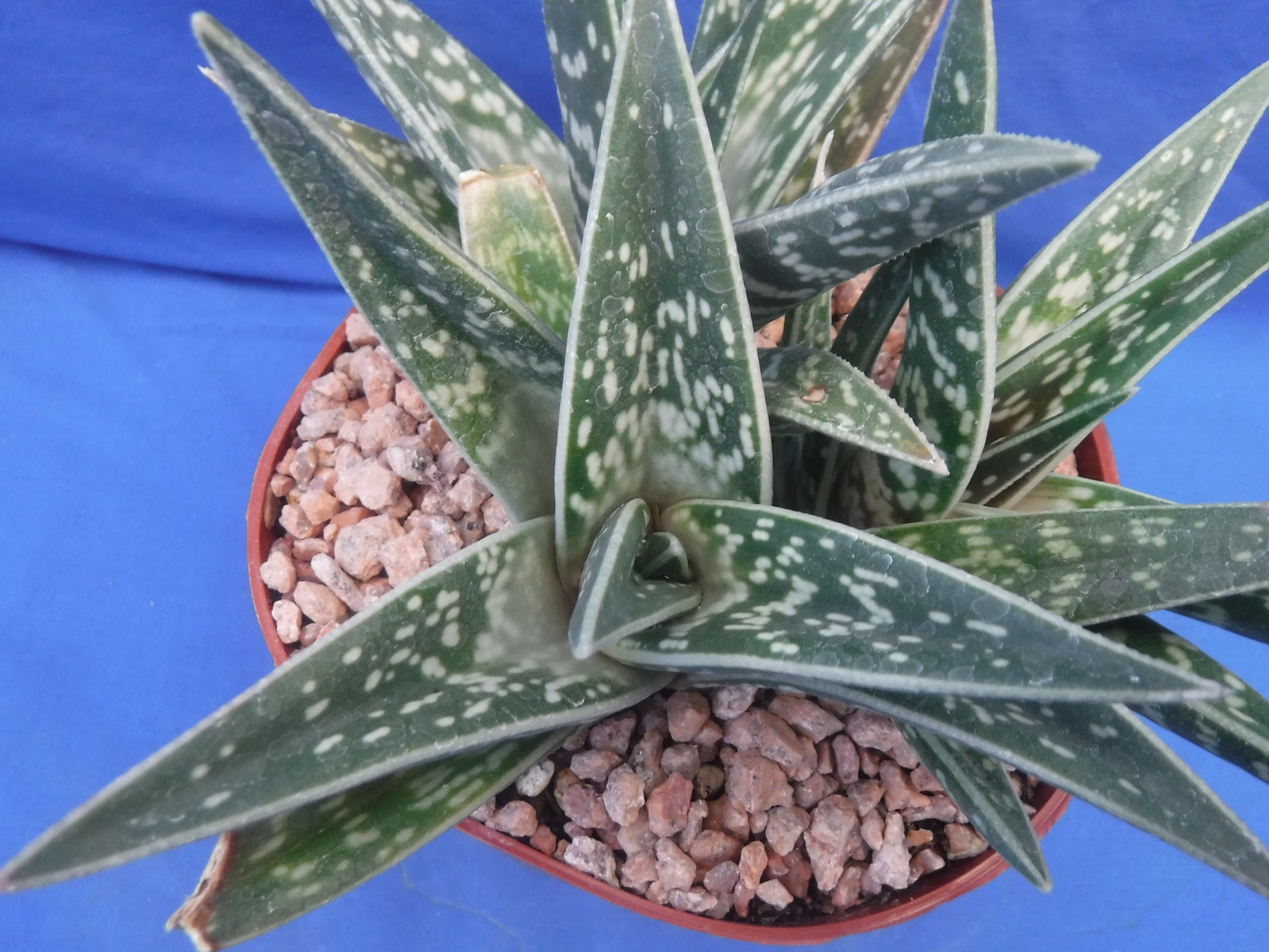 Aloe variegata - Etsy 日本