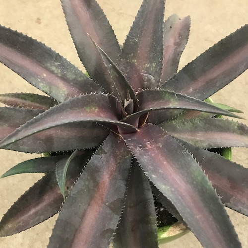 Sponge Paint Super Spotted Mangave Starter Plant – Agave & Manfreda Hybrid, Unique Succulent