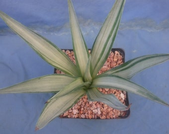 Agave desmettiana "Quicksilver" Variegated Agave 8" Wide Green/Silverish Color A5 Very Rare!