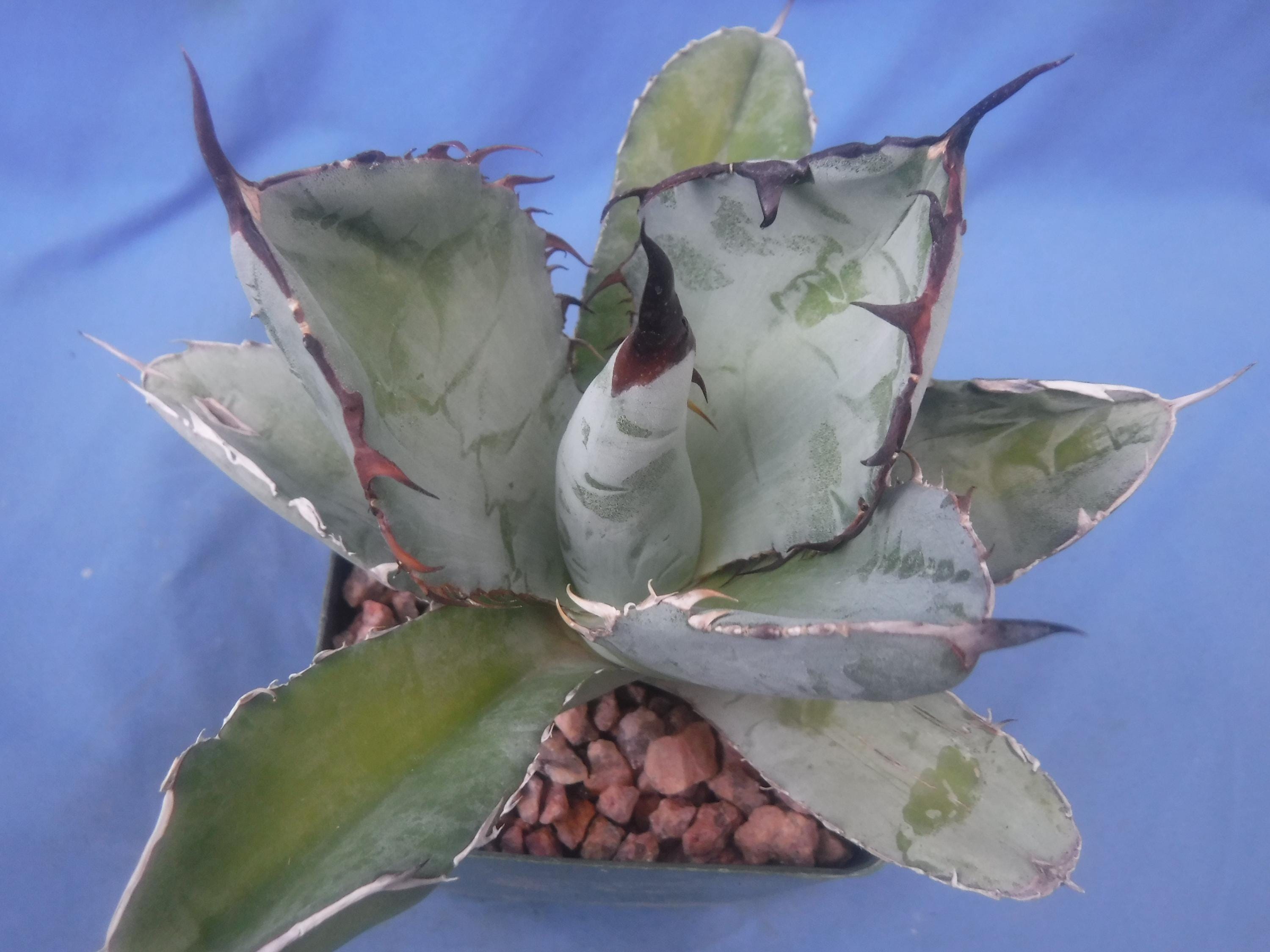 Agave Titanota 
