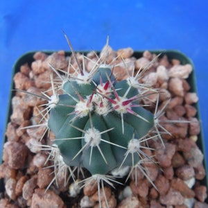 Ferocactus santa-maria Cactus 3.25 Tamaño de la olla RARO Muy difícil encontrar especies imagen 10
