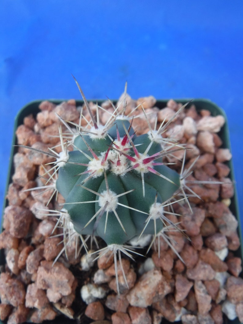 Ferocactus santa-maria Cactus 3.25 Tamaño de la olla RARO Muy difícil encontrar especies imagen 10