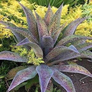 Freckles & Speckles Mangave STARTER Plant Agave/Manfreda Hybrid Great COLORS! Starting to color up! 3" to 5" Wide Plants