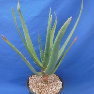 Aloe hercules plant - Etsy 日本