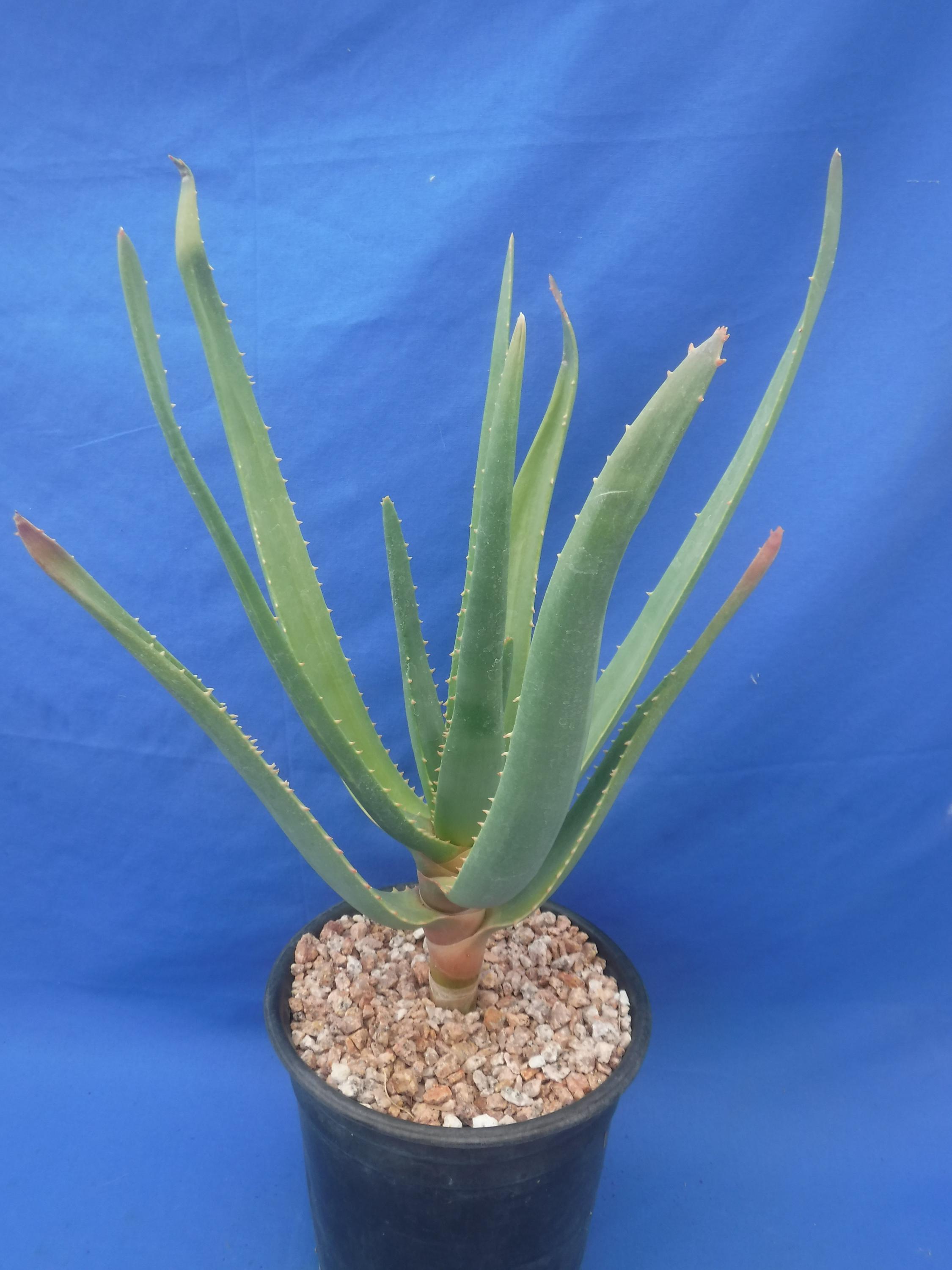 Aloe hercules plant - Etsy 日本