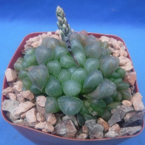 3 Different Haworthia/Gasteria/Gasteraloe Succulent Plants GROWERS PICK BLOWOUT 3&quot; Pot Size