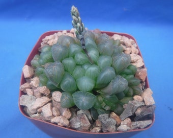 3 différentes plantes succulentes Haworthia/Gasteria/Gasteraloe GROWERS PICK BLOWOUT Taille du pot 3"