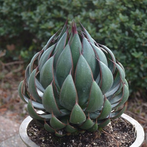 Praying Hands Mangave STARTER Plant Agave/Manfreda Hybrid RARE! Almost out!  1.5"-3" Wide Please Read Listing! Getting "Praying" Shape Now!