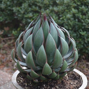 Praying Hands Mangave STARTER Plant Agave/Manfreda Hybrid RARE! New Crop 1.5" to 3" Wide Please Read Listing! Discounted Price BLOWOUT!