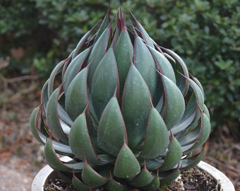 Praying Hands Mangave STARTER Plant Agave/Manfreda Hybrid RARE! Almost out!  1.5&quot;-3&quot; Wide Please Read Listing! Getting &quot;Praying&quot; Shape Now!