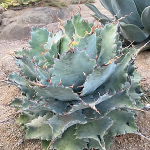 May include: A close-up of a large, spiky succulent plant with blue-green leaves. The edges of the leaves have brown and purple spines. The plant has a rosette shape and is surrounded by a sandy ground.