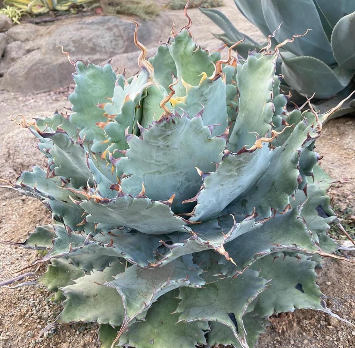 Agave Utahensis Eborispina - Etsy