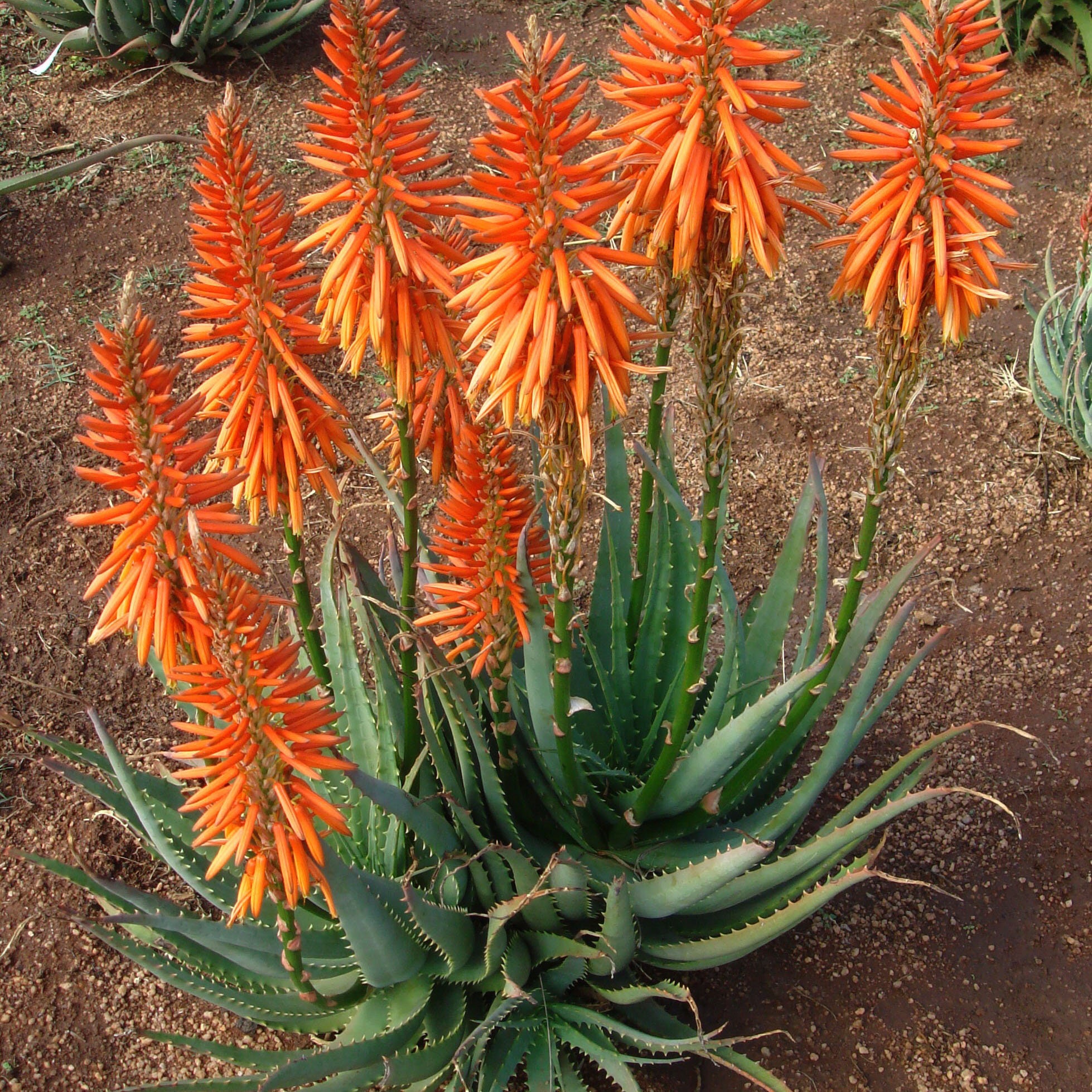 FOUR Hybrid Aloe Plants Safari Rose/sunrise/orange/moonglow Nice Starter  Plants 3" to 6" Tall or Wide - Etsy