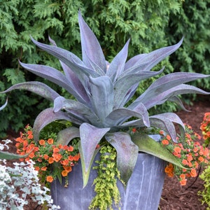 Aztec King Mangave STARTER Plant Agave & Manfreda Hybrid Big Boy! Gets LARGE! 3" Wide or Larger